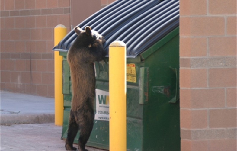 A black bear raiding a dumpster in Colorado. CREDIT: S. Lischka